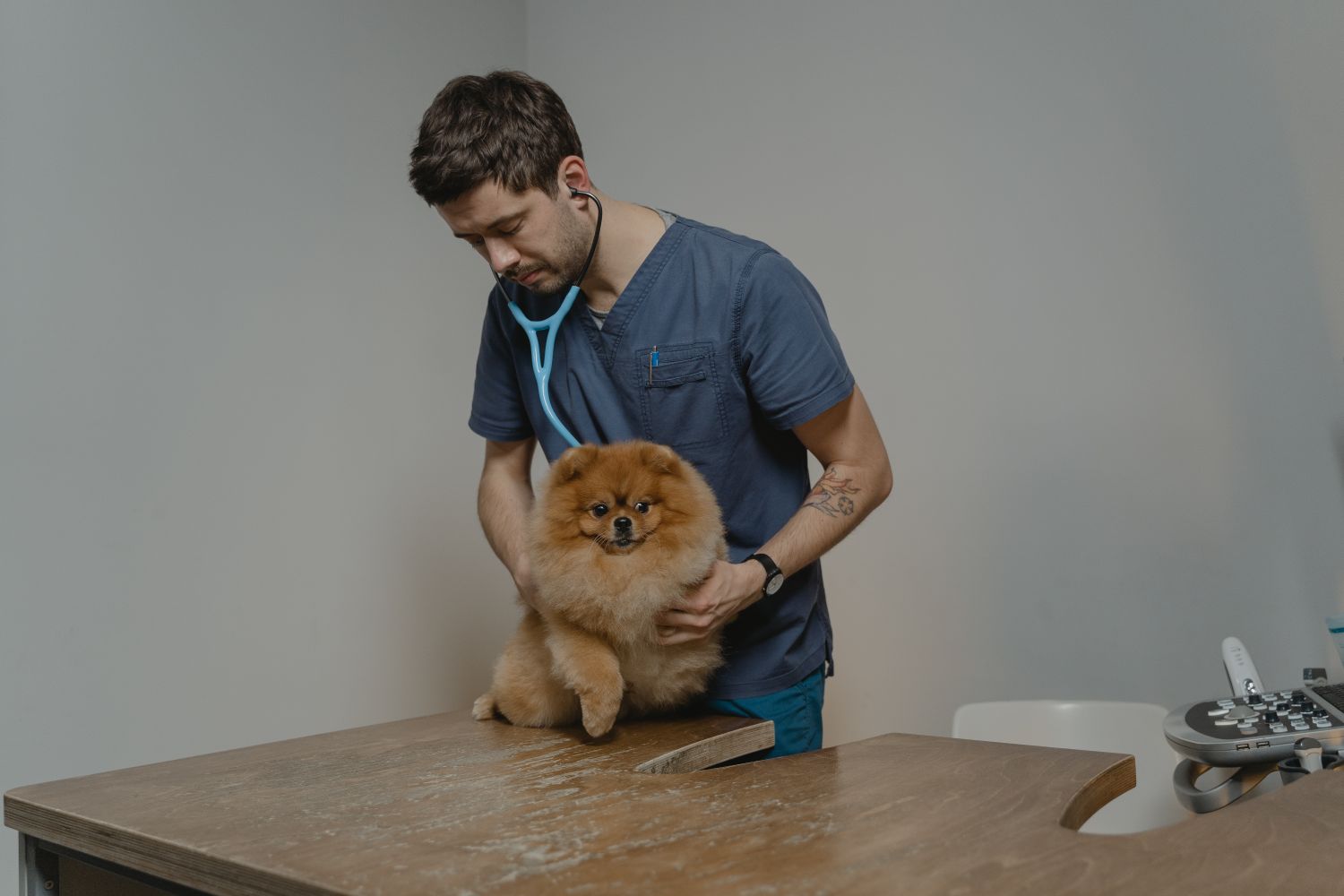 Vétérinaire en blouse auscultant un chien au stéthoscope sur la table d'examen de sa clinique